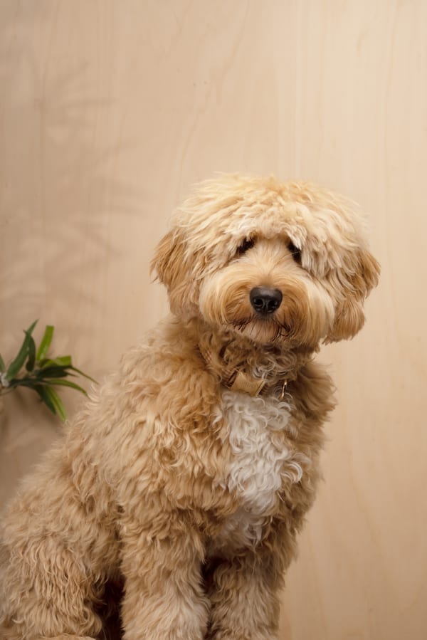 Portret van diezelfde labradoodle, zittend